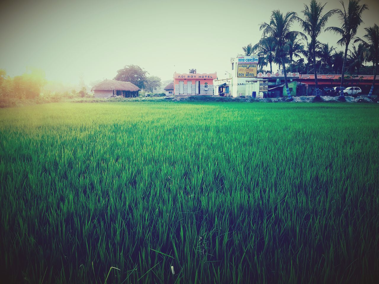 grass, building exterior, field, built structure, architecture, growth, clear sky, house, green color, rural scene, agriculture, nature, plant, tree, grassy, landscape, farm, beauty in nature, tranquility, outdoors