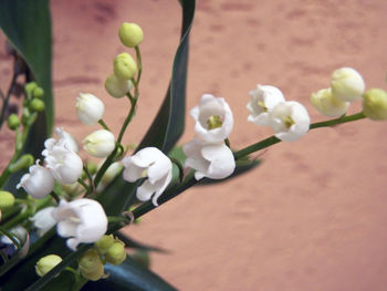 Close-up of white flowering plant