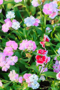 Close-up of pink flowers blooming outdoors