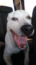 Close-up portrait of dog sticking out tongue