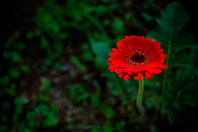 Close-up of red flower blooming in park