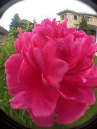 Close-up of flowers blooming outdoors