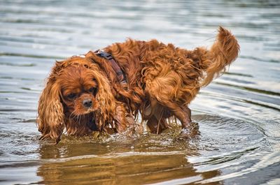 Dog standing in water