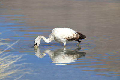 Bird in a lake