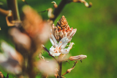 Close-up of flowering plant