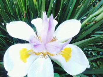 Close-up of flowers blooming outdoors