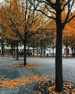 Trees in park during autumn