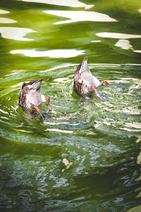 Ducks swimming in lake