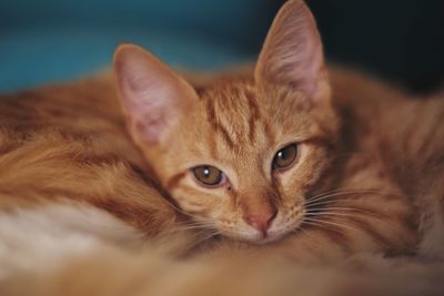 Close-up portrait of cat