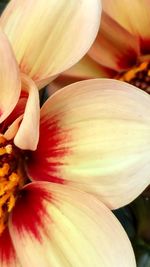 Close-up of flower