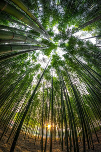 Low angle view of bamboo trees in forest