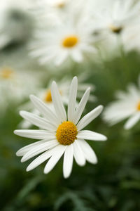 Close-up of yellow flower blooming outdoors