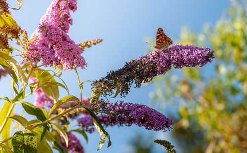 Low angle view of pink flowering plant