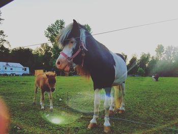 Horse grazing on field against clear sky