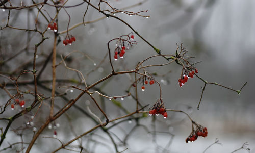 Wet red berries on tree during winter