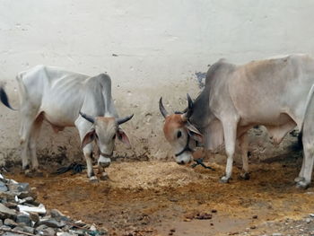 High angle view of goat on field