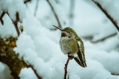 Close-up of bird perching on branch