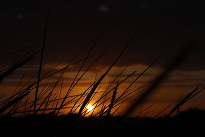 Silhouette of stalks against sunset sky