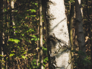 Close-up of tree trunk in forest