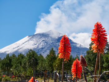 Scenic view of red flowering plants against sky