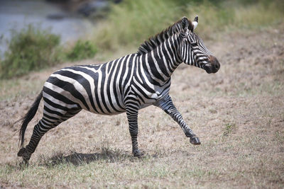 Zebra standing on field