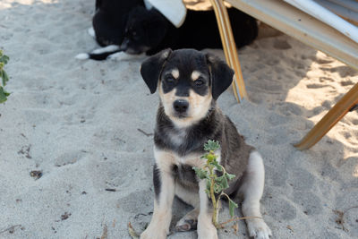 Cute homeless puppy standing on sand. dog family living on the beach.