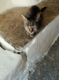 High angle portrait of cat relaxing 