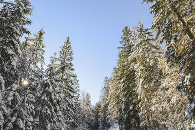 Low angle view of trees against clear sky during winter