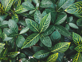 Full frame shot of leaves