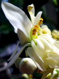 Close-up of white flowers blooming outdoors