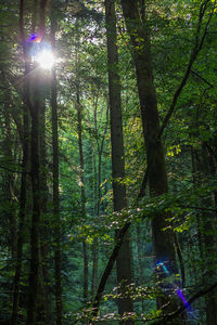 Trees in forest