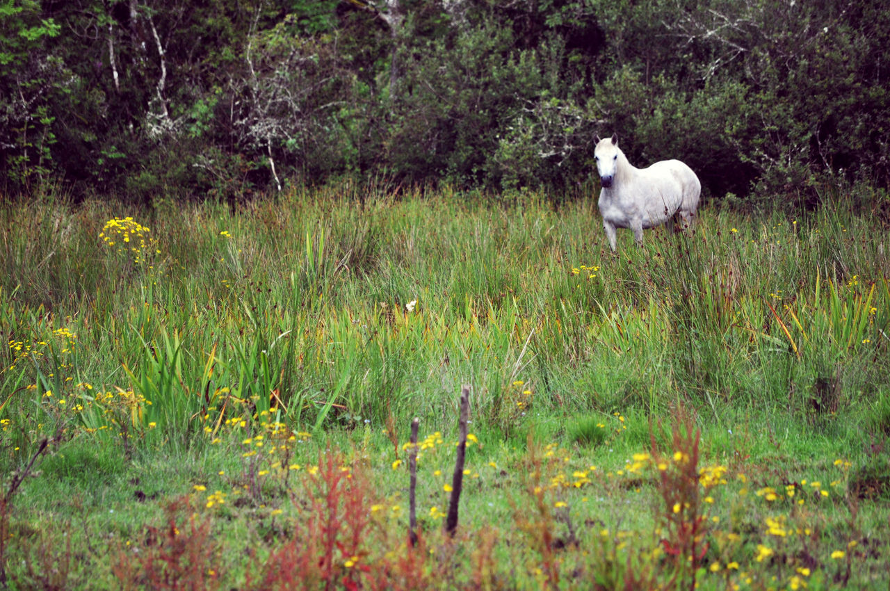 WHITE HORSE STANDING IN FIELD