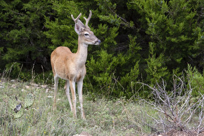 Deer standing in a forest