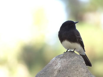 Close-up of bird perching outdoors