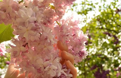 Close-up of pink flowers on tree