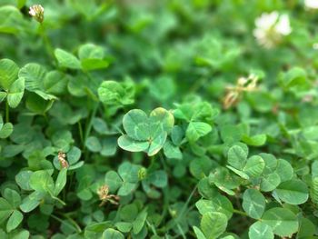 Close-up of fresh green leaves on field