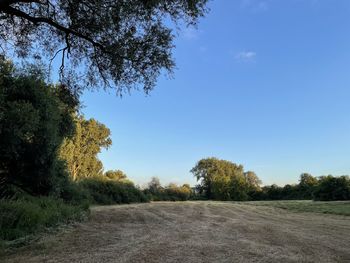 Road amidst trees against clear blue sky