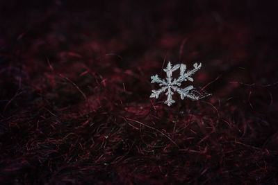 Close-up of frozen plant at night