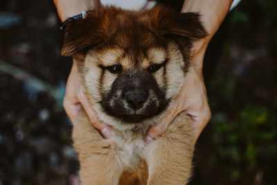 Close-up of dog sticking out tongue