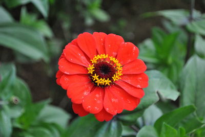 Close-up of red flower