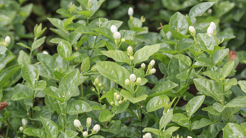 Full frame shot of plants