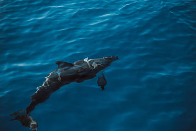 Spotted dolphins, stenella frontalis, in crystal clear madeira island waters