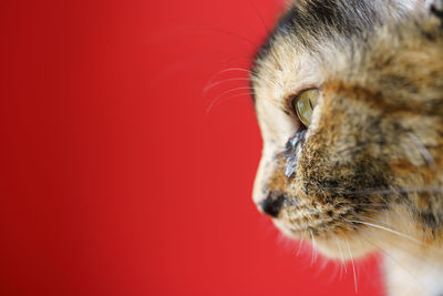 Close-up of a cat