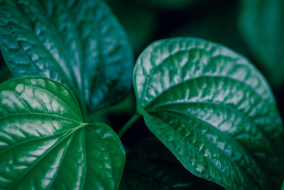 Close-up of raindrops on leaves