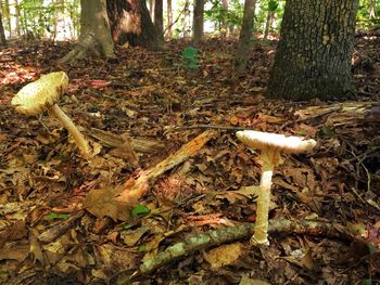 Plants growing on tree in forest