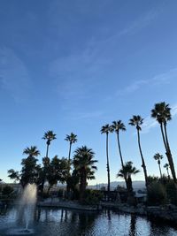 Palm trees by plants against sky