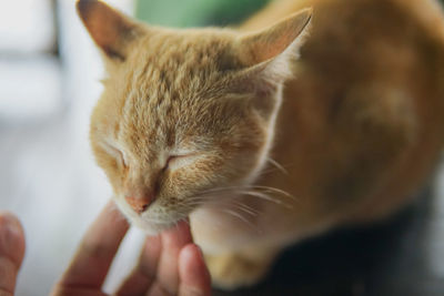 Close-up of cat with eyes closed