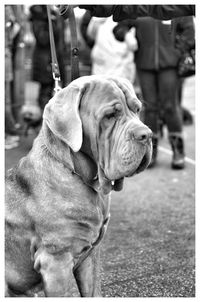 Close-up of dog looking away