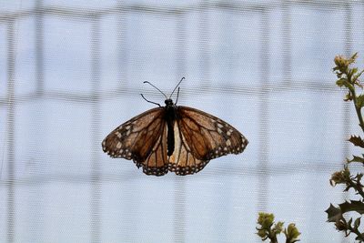 Close-up of butterfly on net