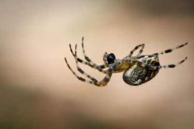 Close-up of spider